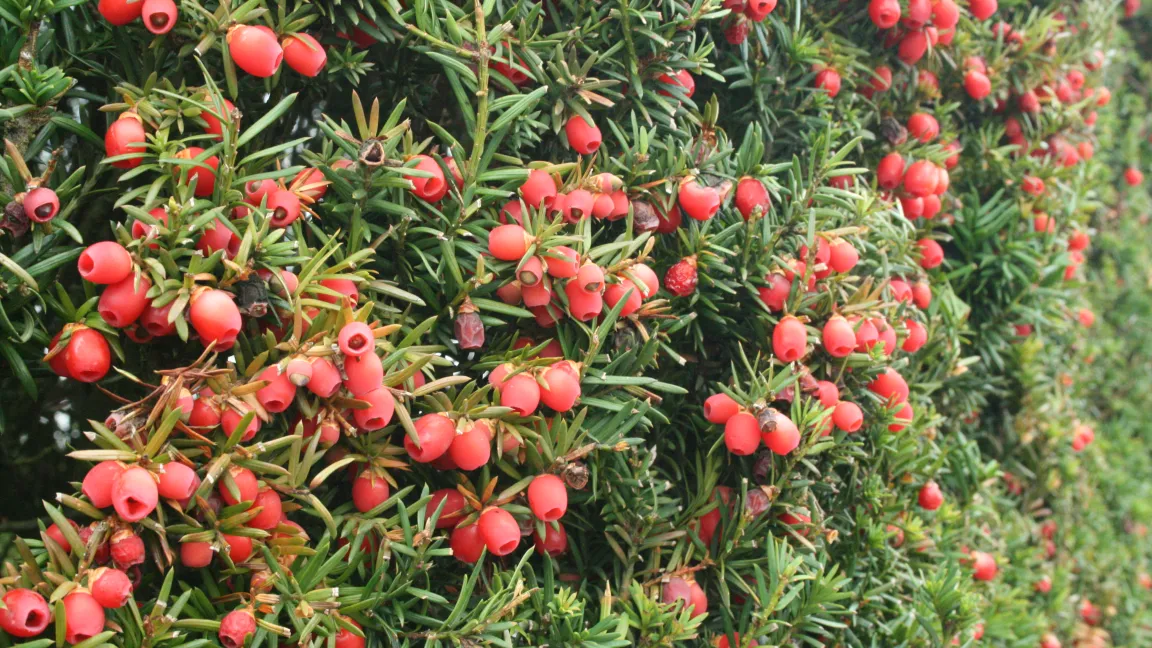 Die Kerne der Früchte der Eibe sind sehr giftig, vielen Vogelarten bieten die Früchte dank ihres roten Samenmantels aber eine gute Nahrungsquelle. Foto: Heinrich Beltz
