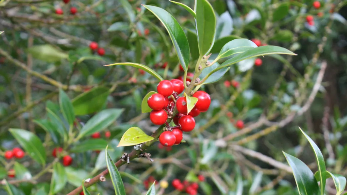 Fruchtzweige von Stechpalmen werden gern für die Floristik verwendet. Foto: Heinrich Beltz