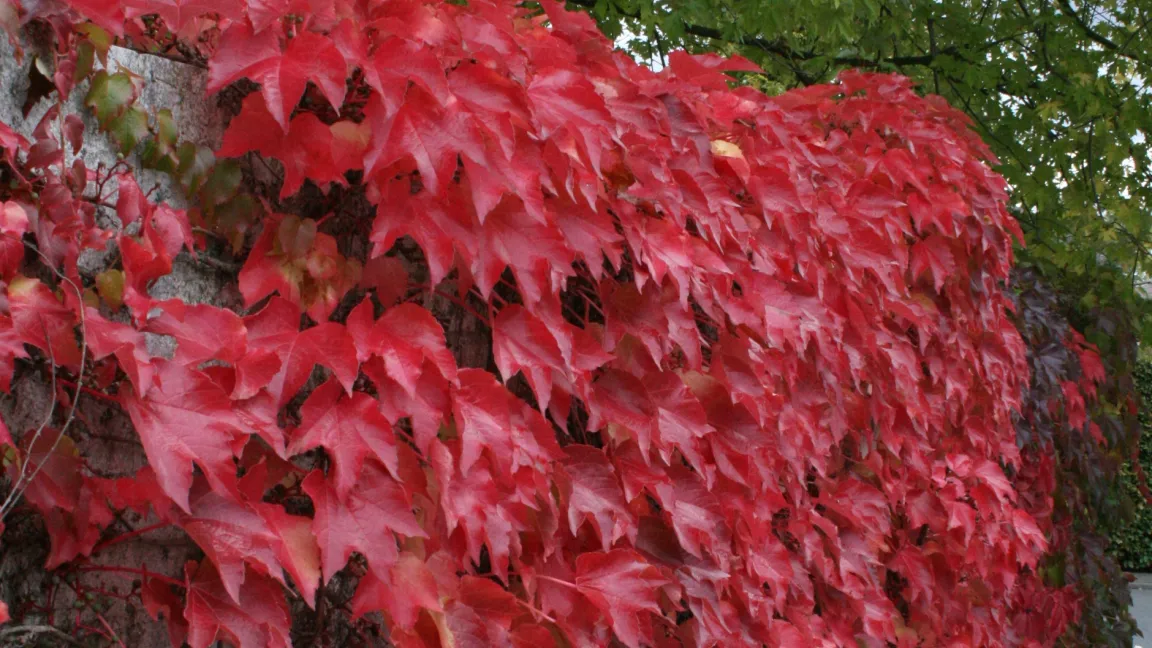 Unter den Kletterpflanzen hat der Wilde Wein (Parthenocissus 'Veitchii') wohl die auffallendste Herbstfärbung. Foto: Heinrich Beltz