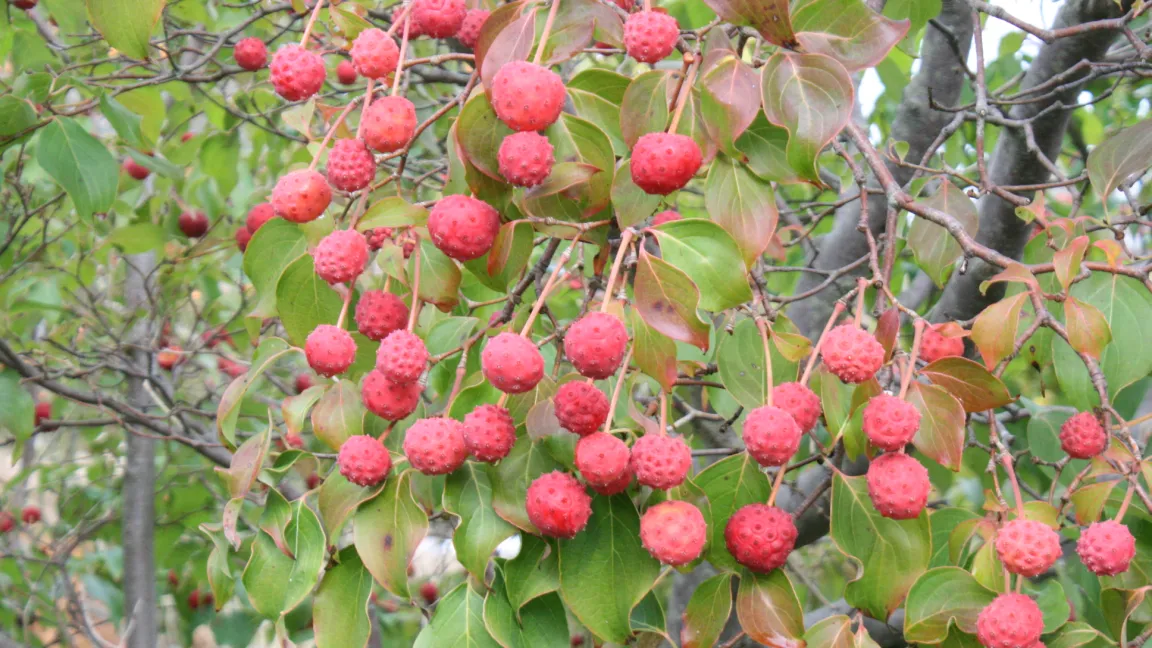 Aus den Früchten von Blumenhartriegeln (Cornus kousa und andere) lassen sich leckere Marmeladen kochen. Foto: Heinrich Beltz