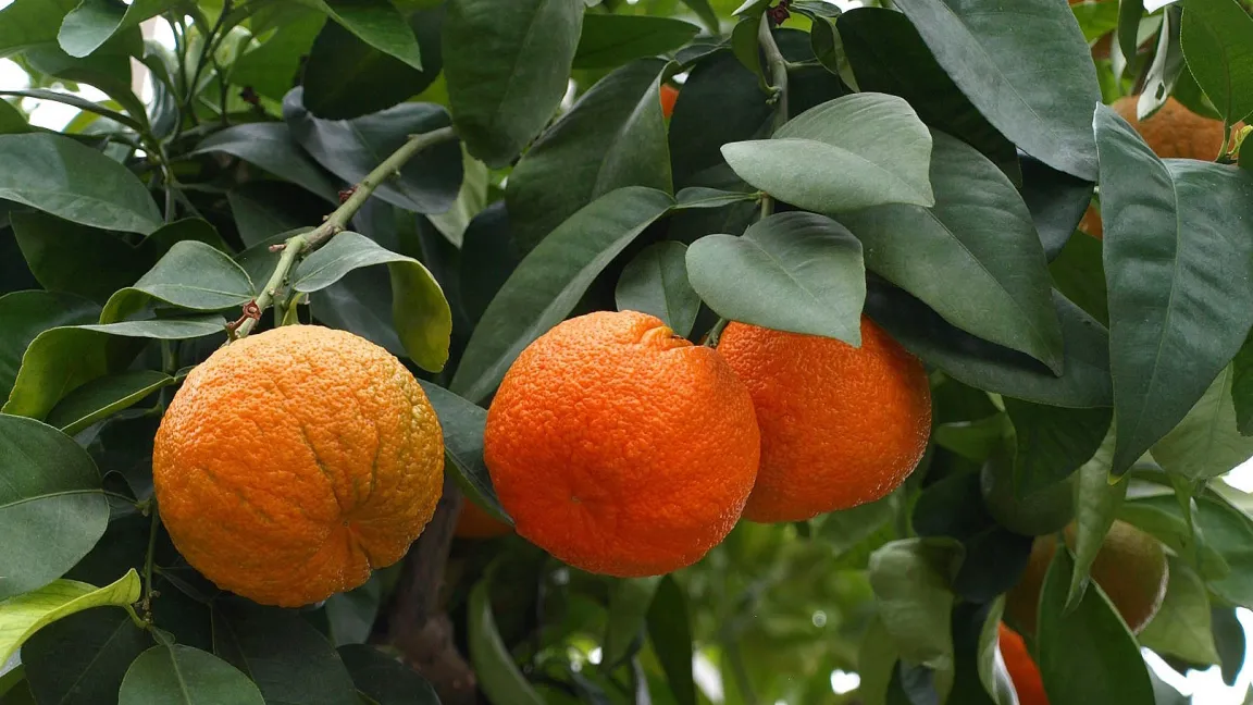 Pomeranzen reifen etwa acht Monate nach der Blüte. In Spanien findet die Ernte im Januar und Februar statt. Foto: Petra Dirscherl / Pixelio