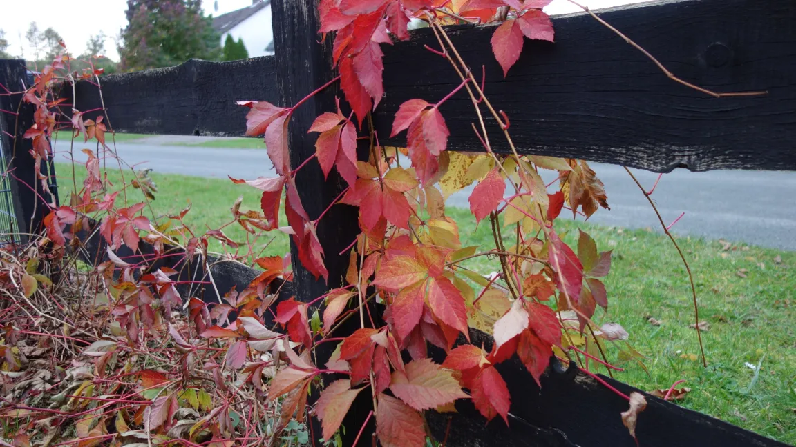 Leuchtend rot zeigen sich die Blätter des Wilden Weins im Herbst. Foto: Angelika Sontheimer
