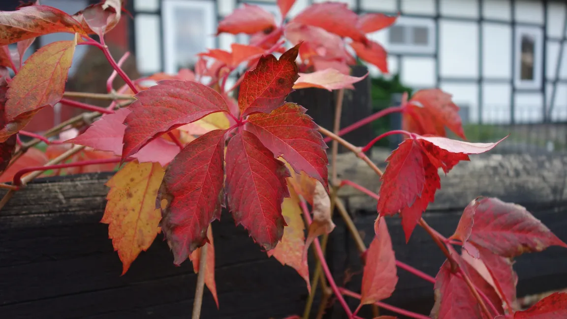 Wilder Wein wird als Sichtschutz an Zäunen oder zur Fassadenbegrünung gepflanzt. Foto: Angelika Sontheimer