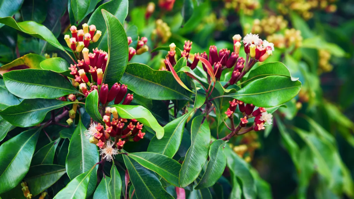 Die Blüten des Gewürznelkenbaums stehen am Ende der Zweige in Trugdolden. Foto: iStock