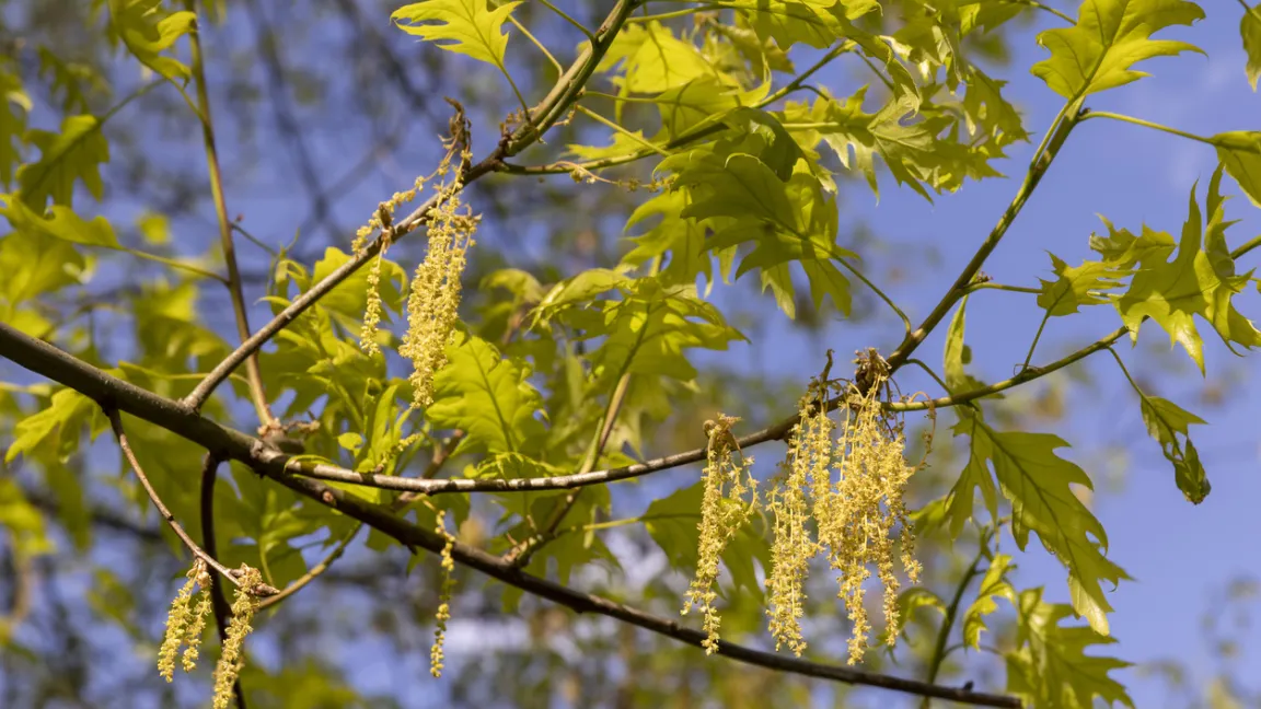 Die männlichen Kätzchenblüten der Rot-Eiche hängen in Büscheln meist am Ende des Vorjahresaustriebs. Foto: iStock