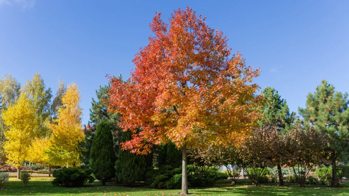 Junge Rot-Eiche im herbstlichen Blätterkleid. Foto: iStock