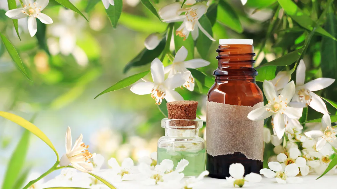 Pomeranzenblüten, -fruchtschalen und -blätter liefern Öle, die in der Parfümherstellung verwendet werden. Foto: iStock