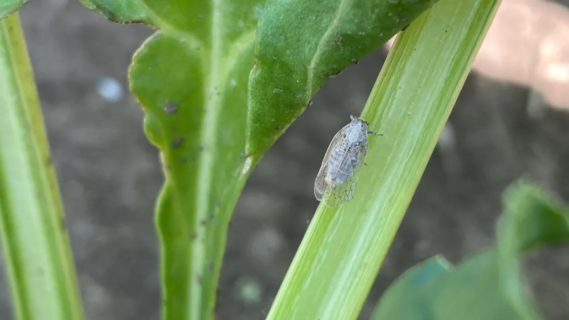 Die Schilfglasflügelzikade überträgt die bakteriellen Erreger der SBR-Krankheit auf Zuckerrüben und Kartoffeln. Foto: Eva Therhaag/JKI