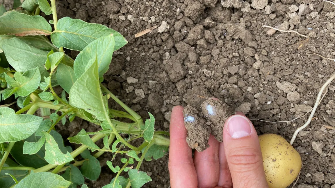 Eigelege der Schilfglasflügelzikade an Kartoffelwurzel: Das Überträgerinsekt der SBR-Krankheit vollzieht seinen kompletten Lebenszyklus an Kartoffel. Foto: Eva Therhaag/JKI