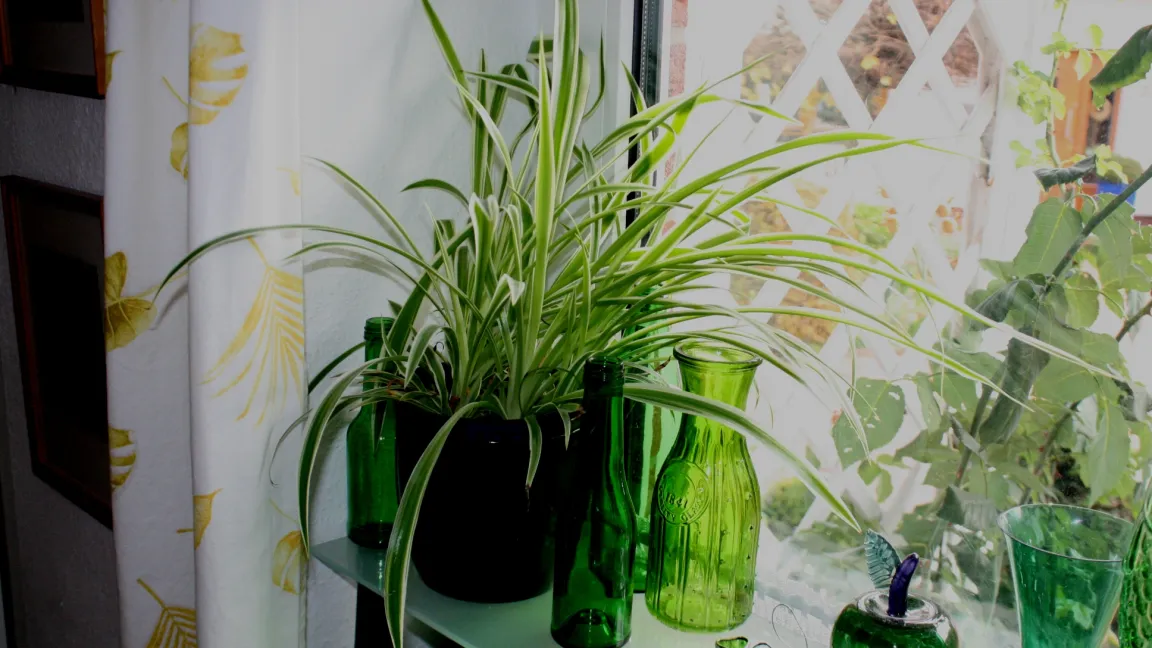 Die Grünlilie ist anspruchslos und kommt mit wenig Licht und Wasser aus. Foto: Heinrich Beltz