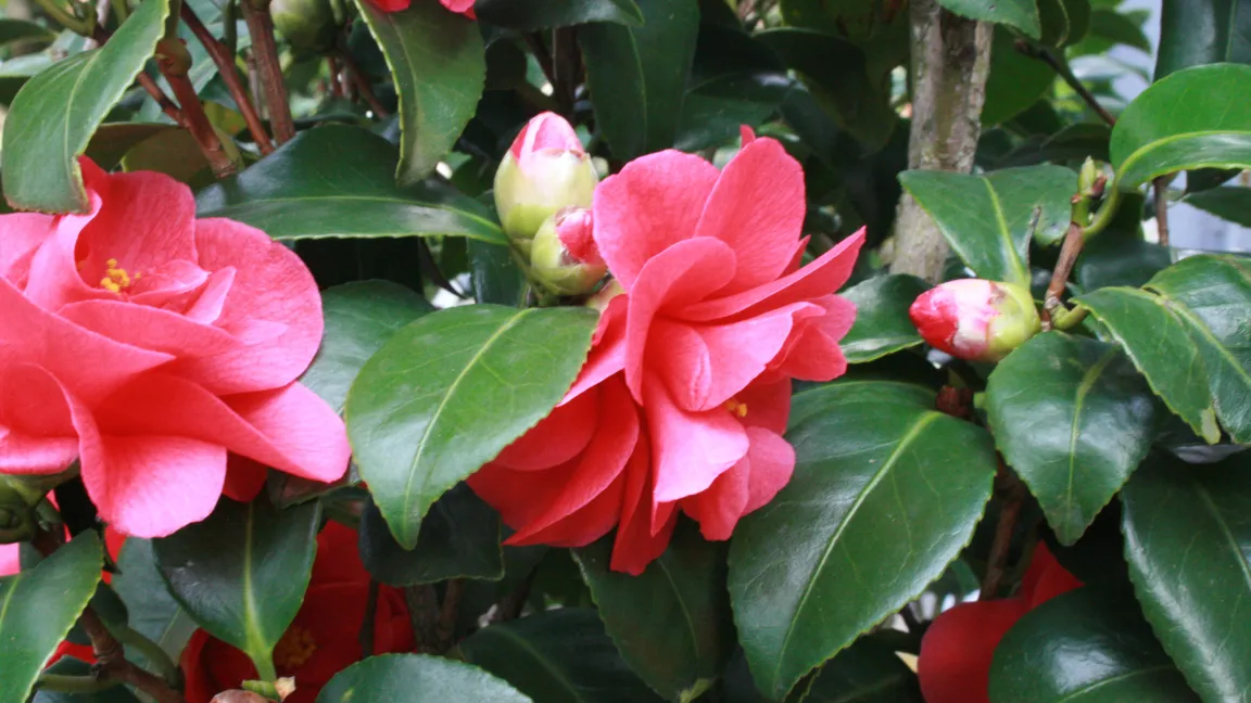 Manche Kübelpflanzen wie Kamelien, Feigen, Orangen und Azaleen brauchen eine sehr hohe Luftfeuchte. Foto: Heinrich Beltz