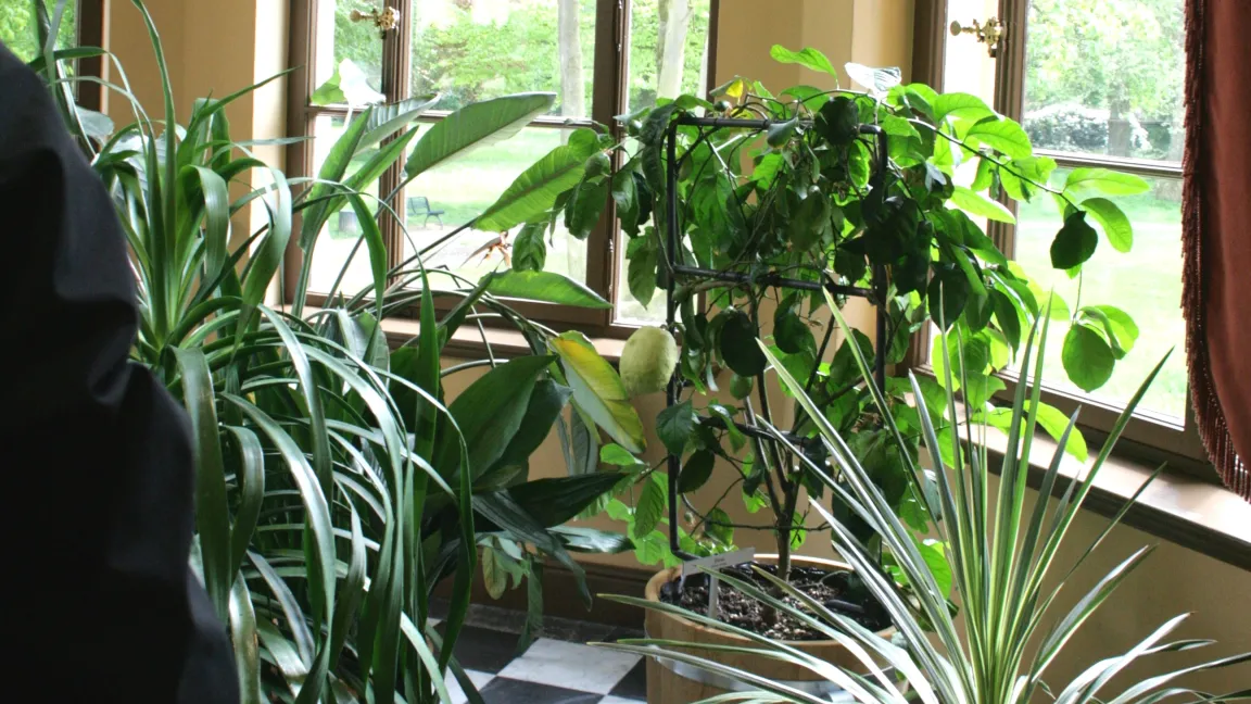 Zitrusgewächse verlangen einen hellen, kühlen Standort. Foto: Heinrich Beltz