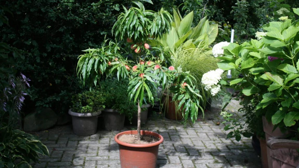 Frostharte Kübelpflanzen wie Zwergobstbäume, Stechpalmen oder Fichten brauchen nicht eingeräumt zu werden. Foto: Heinrich Beltz