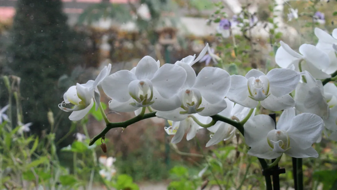 Orchideen brauchen besonders im Winter viel Licht, aber vertragen keine Staunässe. Foto: Heinrich Beltz