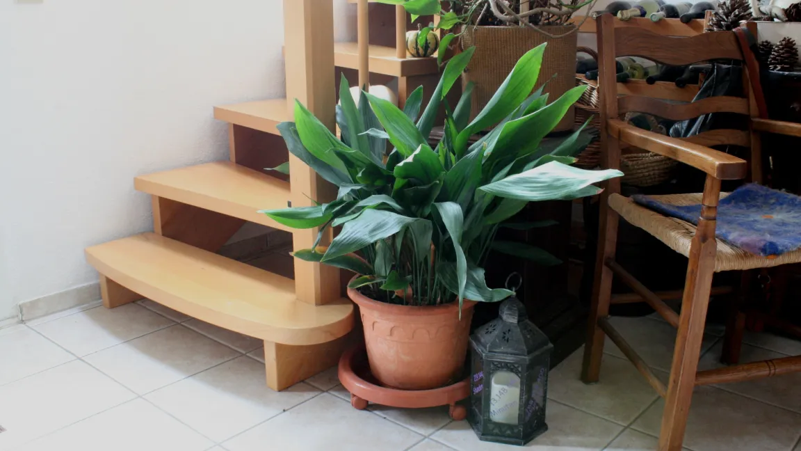 Die Schusterpalme ist nur dem Namen nach eine Palme und kommt mit wenig Licht aus, sie braucht daher nicht direkt an einem Fenster zu stehen. Foto: Heinrich Beltz