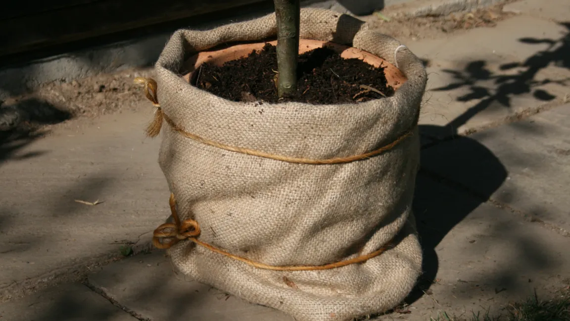Bei frostharten Kübelpflanzen muss aber der Wurzelbereich geschützt werden. Foto: Heinrich Beltz