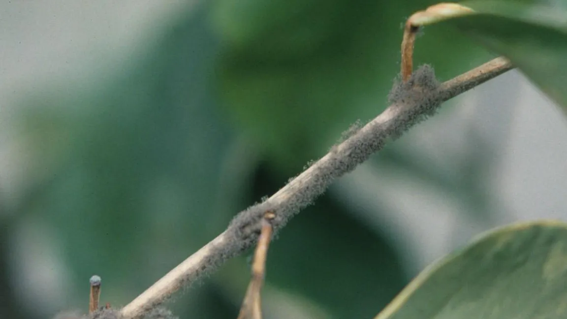 Pflanzenteile, die von Grauschimmel befallen sind, sollten sofort entfernt werden. Foto: Heinrich Beltz