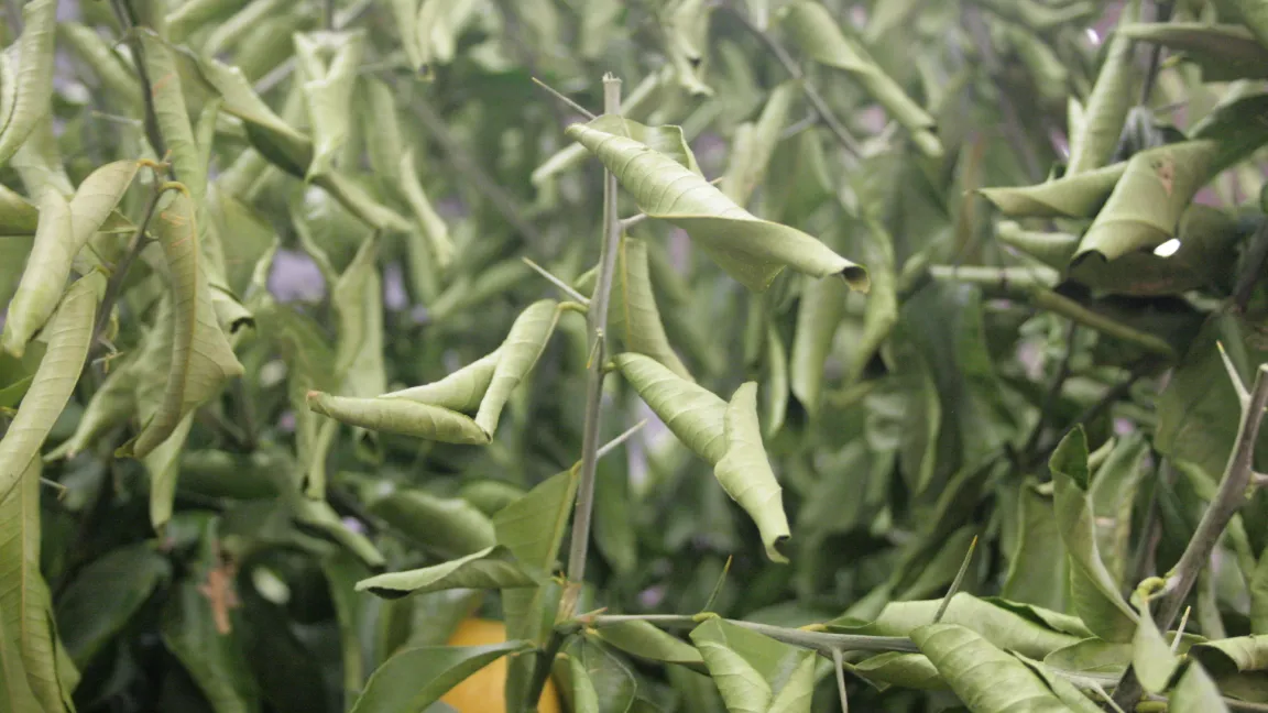 Manche Kübelpflanzen reagieren auf zu geringe Luftfeuchte im Überwinterungsquartier mit Trockenschäden. Foto: Heinrich Beltz