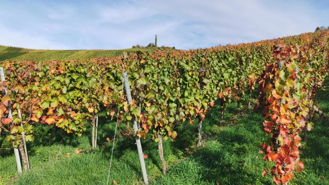 Klimatische Bedingungen wie in Südfrankreich. Klingt toll, ist aber in der Praxis nicht gut für den Weinanbau in Deutschland. Foto: Angelika Sontheimer