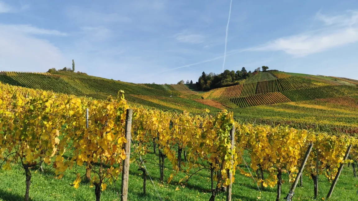 Klimaveränderungen wirken sich unterschiedlich auf verschiedene Reben aus. Riesling etwa würde enorm an Frische und Spritzigkeit verlieren. Foto: Angelika Sontheimer