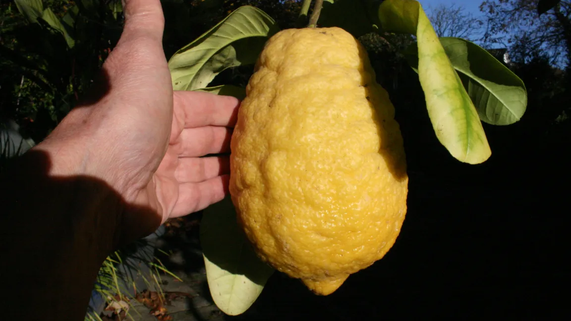 Zitronatzitronen können eine beachtliche Größe erreichen. Foto: Heinrich Beltz