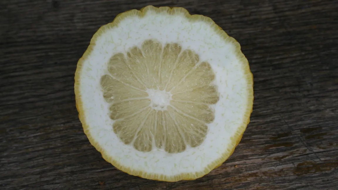 Zitronatzitronen haben eine dicken Schale und einen vergleichsweise geringen Anteil an Fruchtfleisch. Foto: Heinrich Beltz