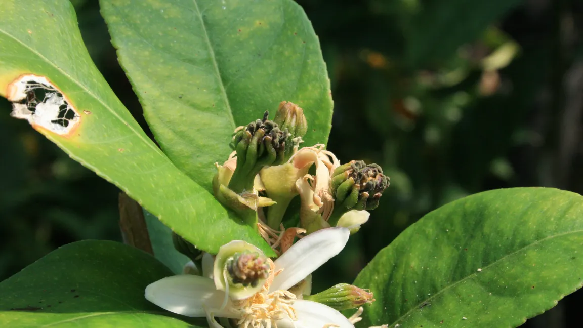 Schon in den Blüten ist zu erkennen, dass sich bei der Sorte 'Buddha's Hand' die Fruchtsegmente voneinander abspreizen. Foto: Heinrich Beltz