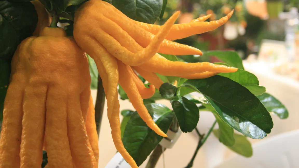 Bei manchen Früchten der Sorte 'Buddha's Hand' sind die Fruchtsegmente sehr stark voneinander abgespreizt, sodass sie den Fingern einer geöffneten Hand gleichen. Foto: Heinrich Beltz