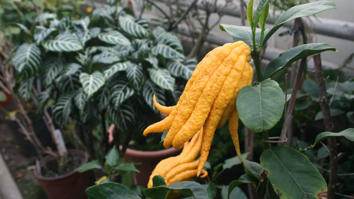 Bei anderen Früchten der Sorte 'Buddha's Hand' sind die Fruchtsegmente nur wenig voneinander abgespreizt, sodass sie an die Finger einer geschlossenen Hand erinnern. Foto: Heinrich Beltz