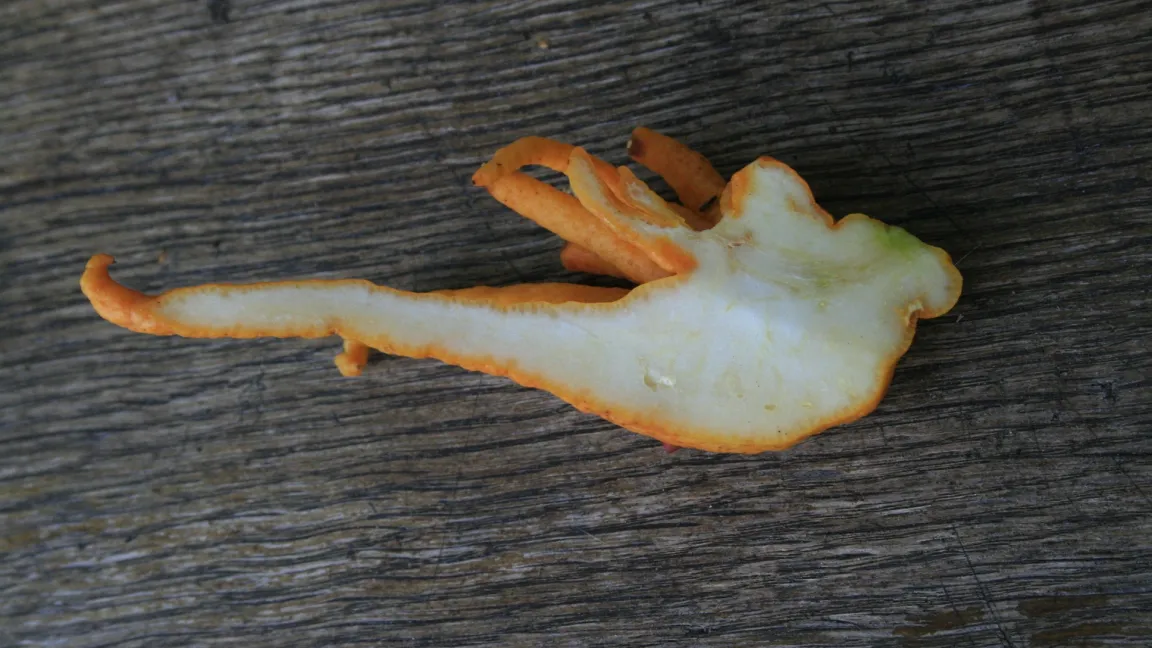Die Früchte der Sorte 'Buddha's Hand' haben kein oder kaum Fruchtfleisch. Foto: Heinrich Beltz