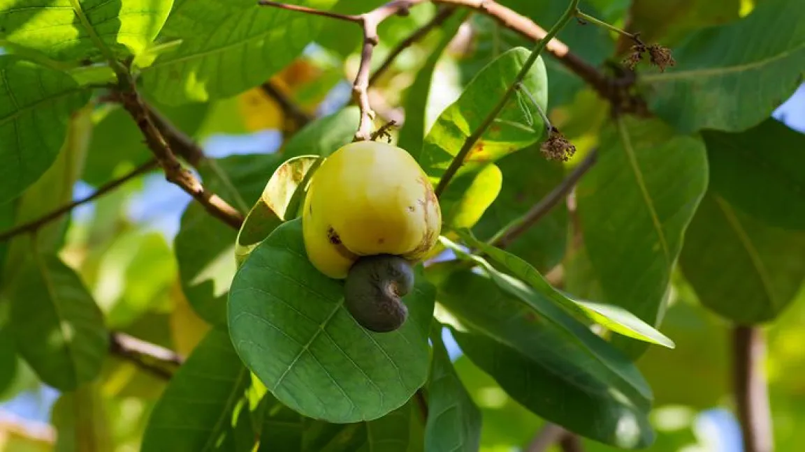 Reife Cashewfrucht an der Pflanze. Die Samen hängen unterhalb. Foto: Helge Masch