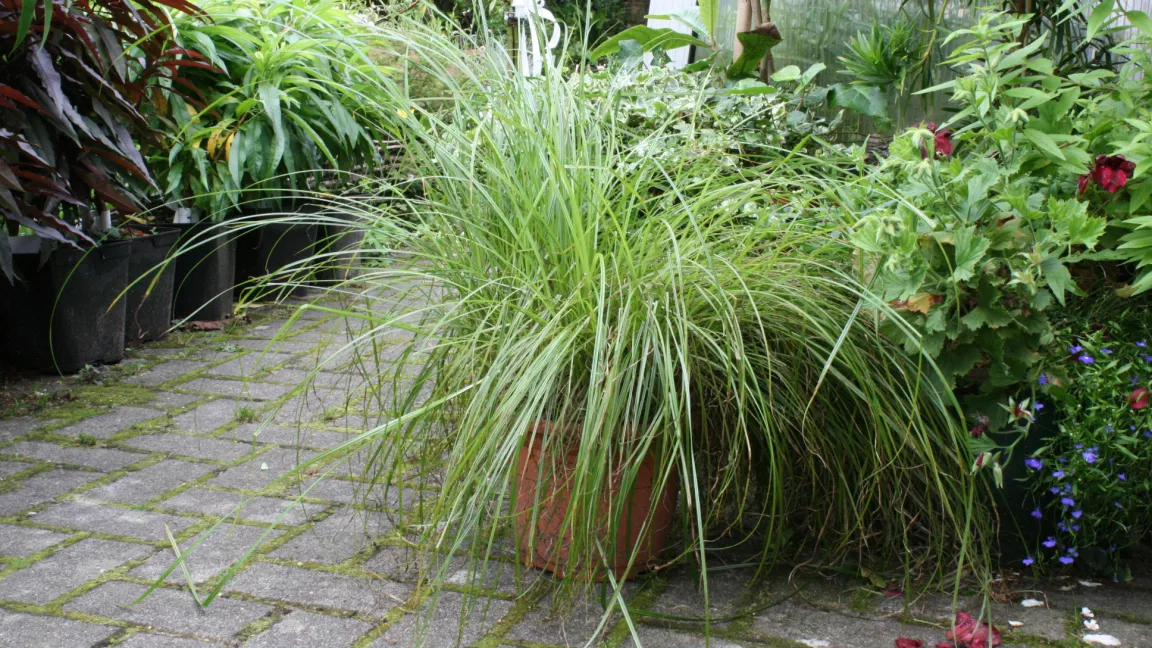 Wer Erdmandeln im Garten anbauen möchte, sollte das nur in Töpfen tun, damit es sich nicht ausbreitet. Foto: Heinrich Beltz