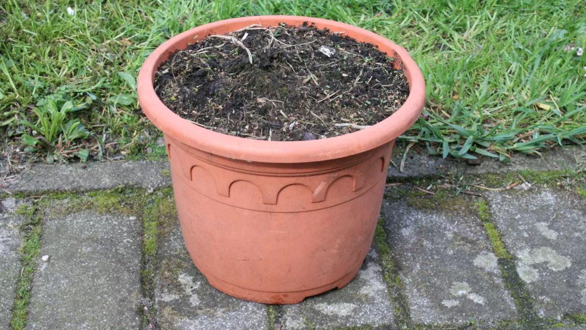 Im Herbst zieht das Erdmandelgras ein, sodass es im Winter unbelaubt ist. Foto: Heinrich Beltz