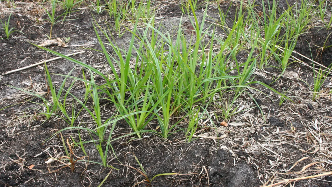 Im Boden breitet sich Erdmandelgras stark aus und lässt sich nur schwer bekämpfen. Foto: Heinrich Beltz