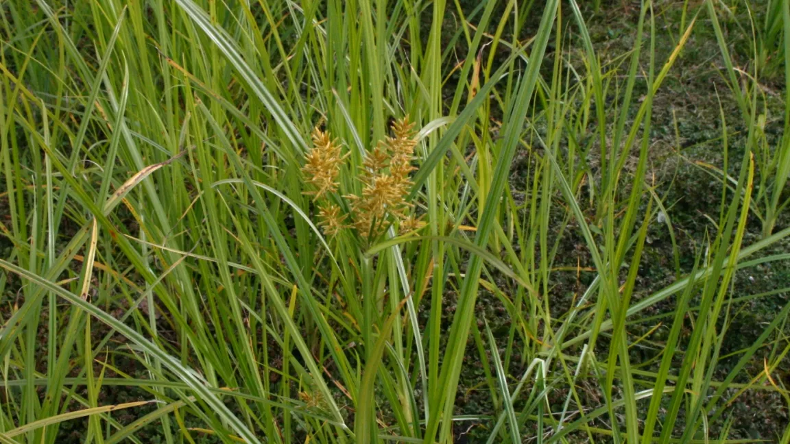 Im Sommer bildet das Erdmandelgras Blüten, aus denen keimfähige Samen entstehen können. Foto: Heinrich Beltz