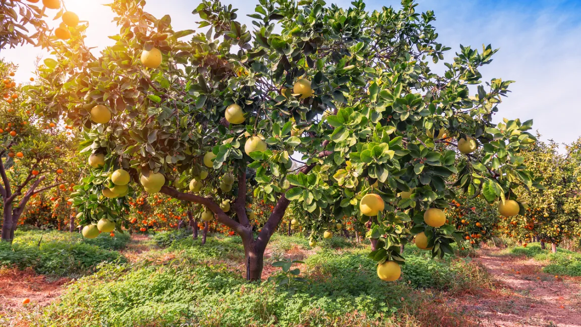 Baum in einer Pomelo-Plantage. Die Früchte werden bis zu 25 Zentimeter groß. Foto: iStock