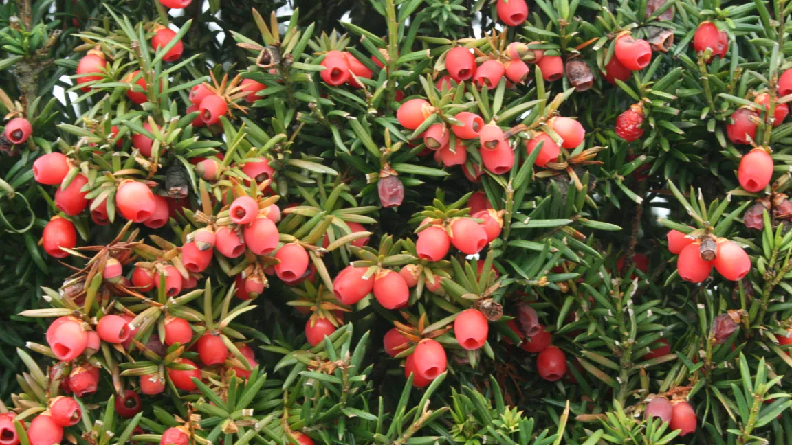 Bei Eibenfrüchten ist nur der rote Fruchtmantel (Arillus) ungiftig. Foto: Heinrich Beltz
