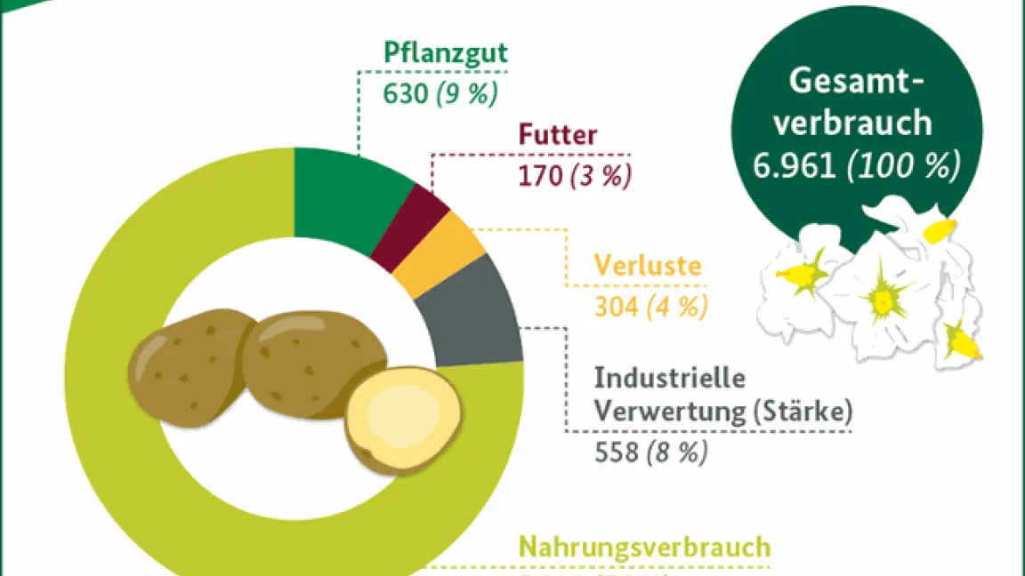 Nicht alle Kartoffeln werden gegessen. Etwa ein Drittel wird als Futter, industrielle Stärke oder Pflanzkartoffeln verwendet. Grafik: BZL