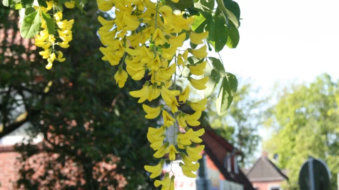 Giftige Blüten des Goldregens. Foto: Heinrich Beltz