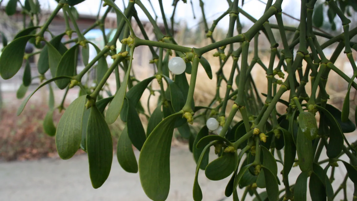 Gut, um sich darunter zu küssen, aber nicht zum Essen: Früchte der Mistel. Foto: Heinrich Beltz