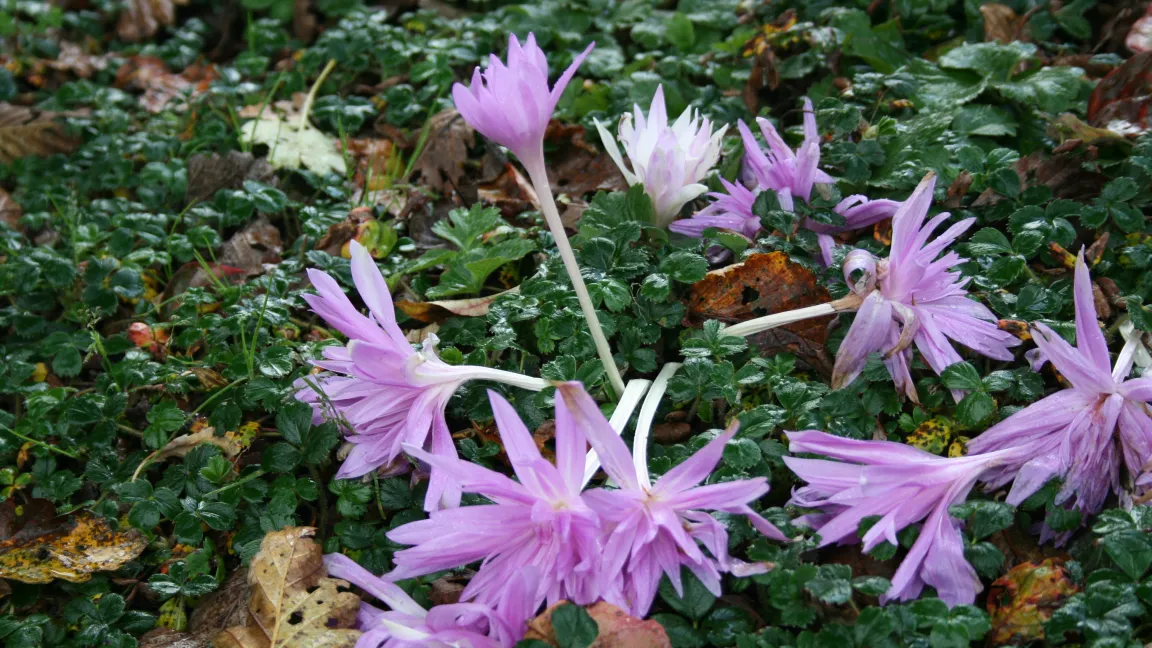 Eine giftige Schönheit: Die Herbstzeitlose. Foto: Heinrich Beltz