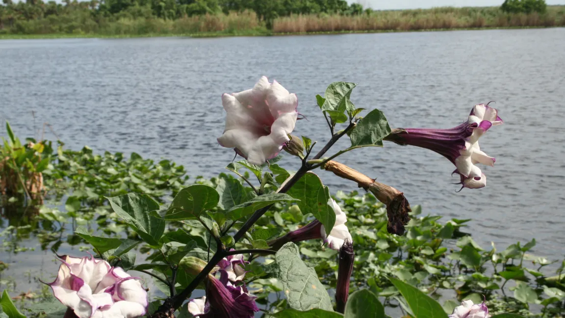 Die Engelstrompete (Datura) wird gelegentlich als Droge missbraucht und kann dann zu schweren Vergiftungen führen. Foto: Heinrich Beltz