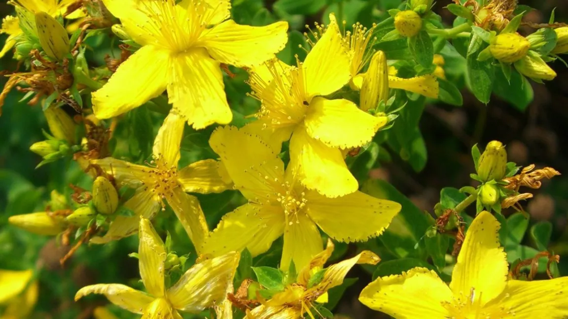 Echtes Johanniskraut wird in der Naturheilkunde zur Behandlung von Depressionen eingesetzt. Ein wichtiger Inhaltsstoff ist das Hyperforin. Foto: Ludger Beerhues/TU Braunschweig