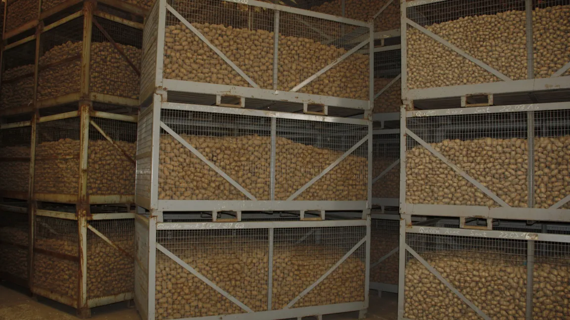 Landwirte lagern Kartoffeln oft in Kisten in großen Lagerhallen. Foto: Angelika Sontheimer
