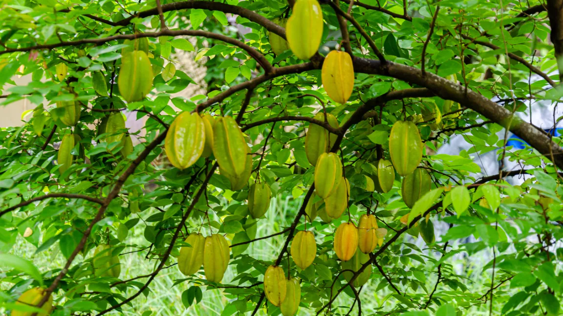 Die Ernte erfolgt erst, wenn die Früchte nahezu ausgefärbt sind. Sie reifen nur schwach nach. Foto: iStock