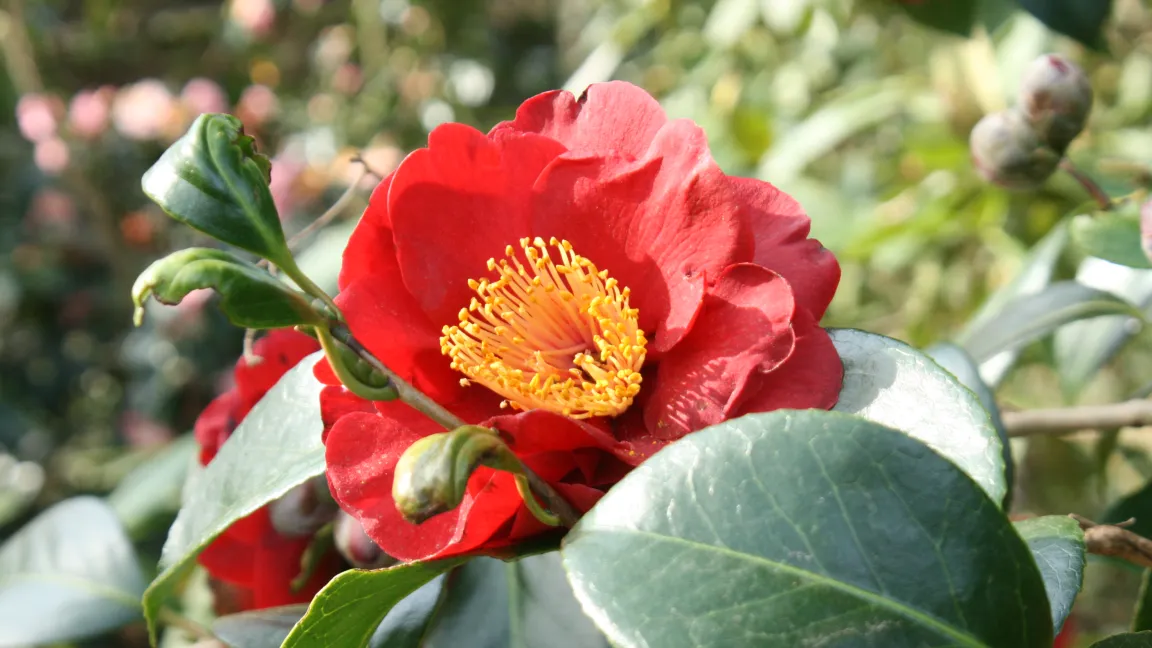 Bei vielen Kameliensorten bilden die leuchtend gelben Staubgefäße einen attraktiven Kontrast zur roten Farbe der Blütenblätter. Foto: Heinrich Beltz