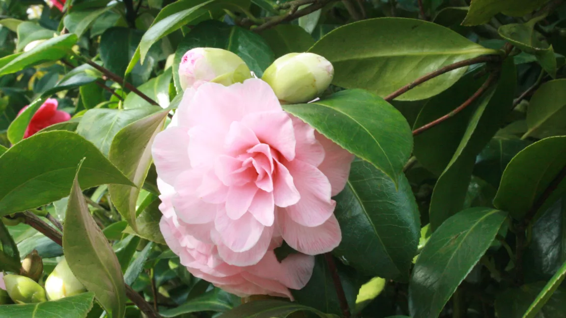 Andere Kameliensorten sind weiß oder rosa gefärbt, viele blühen gefüllt. Foto: Heinrich Beltz
