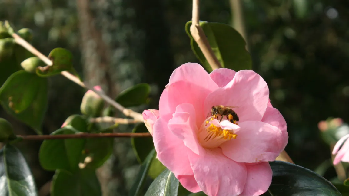 Kamelienblüten werden gern von Insekten besucht. Foto: Heinrich Beltz