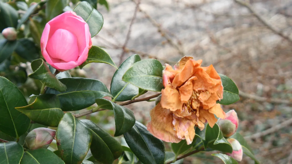Offene Kamelienblüten sind sehr frostempfindlich (rechts), worunter die früh blühenden Sorten besonders zu leiden haben. Foto: Heinrich Beltz