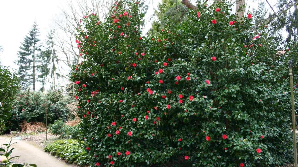 Kamelien lieben halbschattige Standorte mit hoher Luftfeuchte, aber ohne stauende Nässe. Foto: Heinrich Beltz